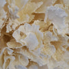 Poca Coral Creation